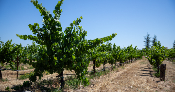 Oaks Dental | Wine Country